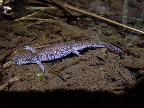Hakuba salamander