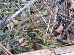 Cladonia mateocyatha