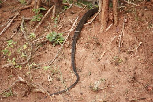 Black Mamba