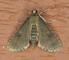 Niphograpta albiguttalis