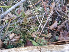 Cladonia mateocyatha