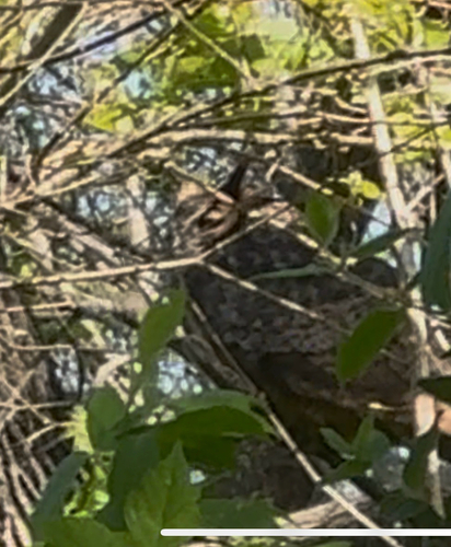 Great Horned Owl photographed in Arkansas