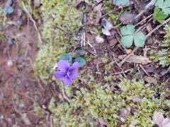 Viola hirsutula
