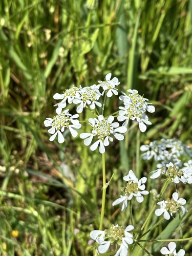 Mediterranean Hartwort (Tordylium apulum)