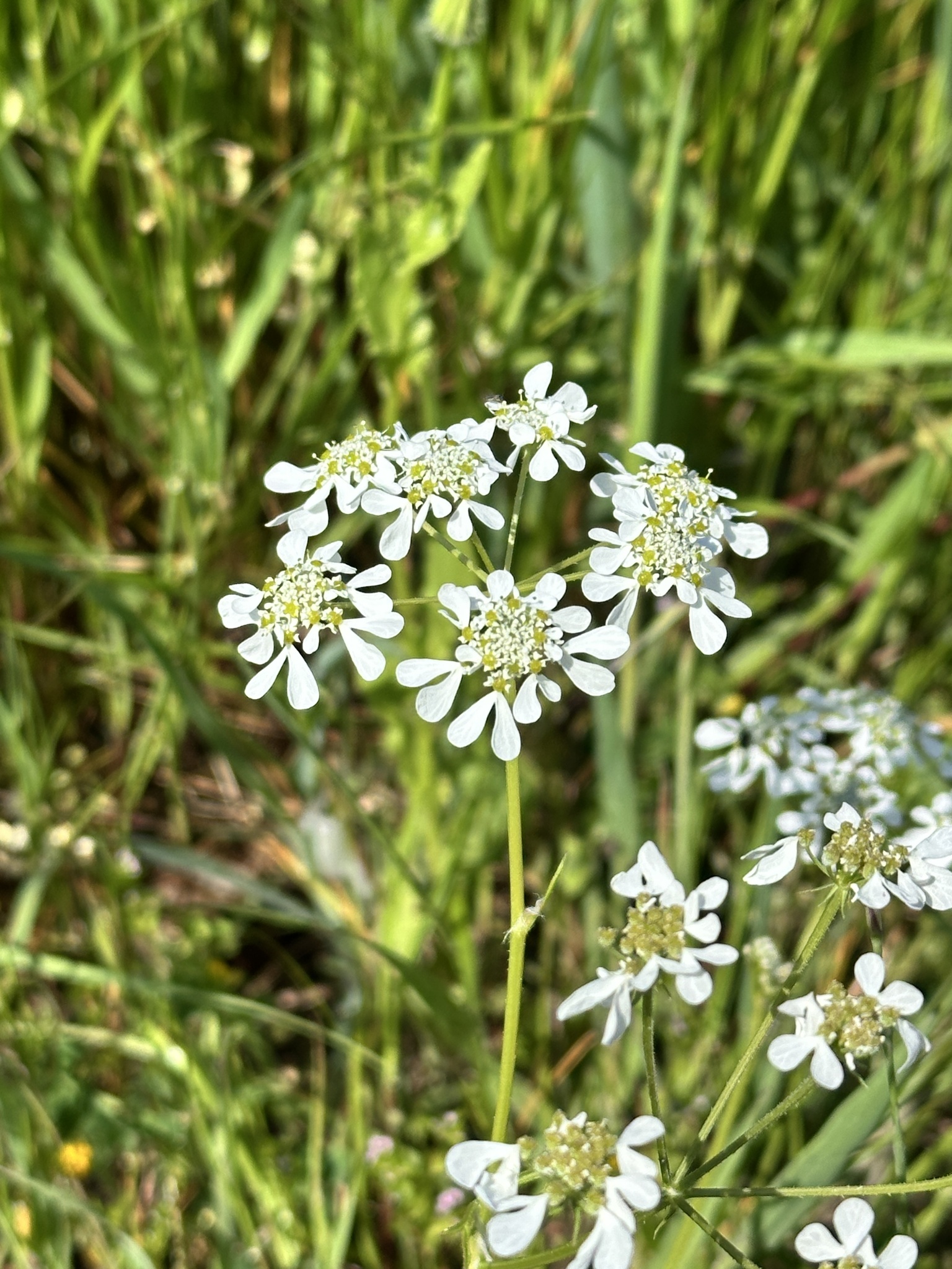 Mediterranean Hartwort (Tordylium apulum)