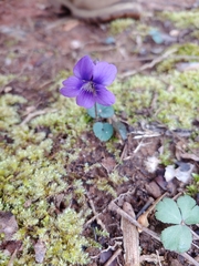 Viola hirsutula