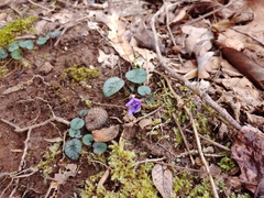 Viola hirsutula