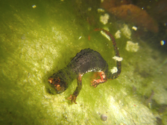 Salamandrina perspicillata