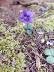 Viola hirsutula