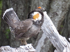 Sooty Grouse photo 3