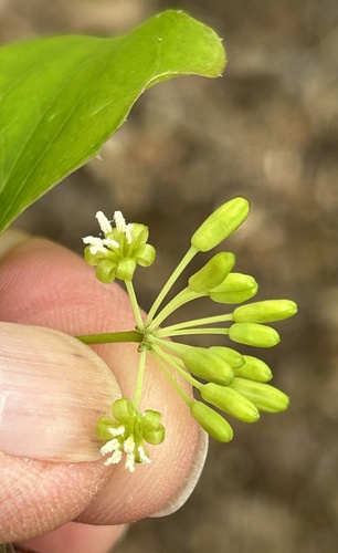 saw greenbrier (Smilax bona)