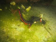 Salamandrina perspicillata