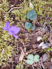 Viola hirsutula