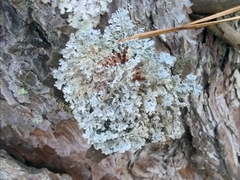 Imshaugia placorodia