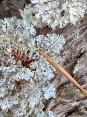 Imshaugia placorodia
