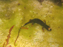 Salamandrina perspicillata