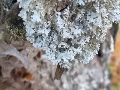 Imshaugia placorodia