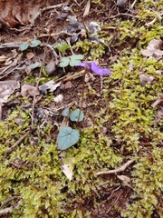 Viola hirsutula