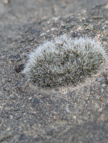 Grey-cushioned Grimmia (Grimmia pulvinata)