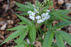 Cardamine heptaphylla
