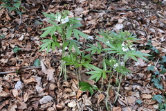 Cardamine heptaphylla