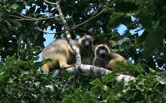 Dendrolagus lumholtzi