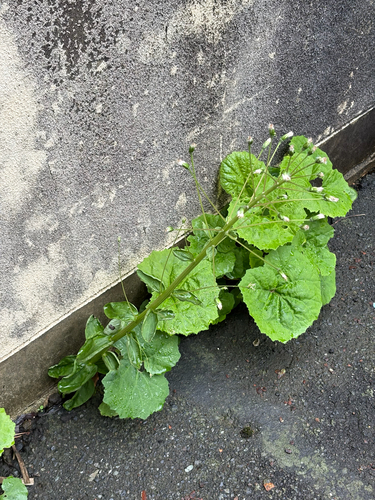 Giant Butterbur (Petasites japonicus)