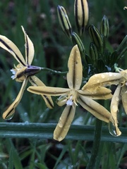 Triteleia ixioides scabra