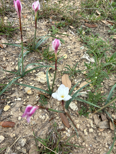Drummond's rain lily (Zephyranthes drummondii)