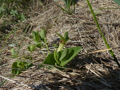 Aristolochia paucinervis