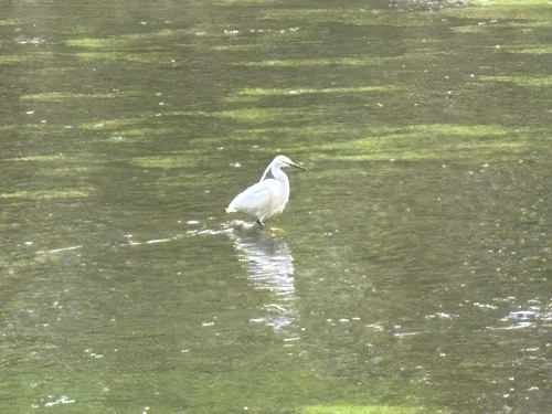 Little Egret