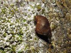 Bulimulus unicolor