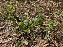 Rhynchosia difformis