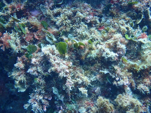 Fan Weed (Flabellia petiolata)