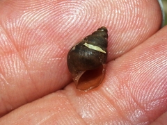 Bulimulus unicolor