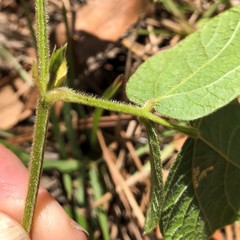 Rhynchosia difformis