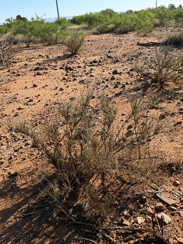 longleaf ephedra (Ephedra trifurca)