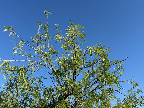 velvet mesquite (Neltuma velutina)