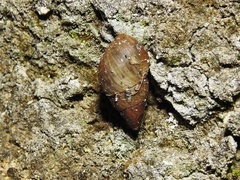 Bulimulus unicolor