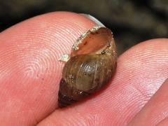 Bulimulus unicolor