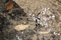 Heliocypha fenestrata cornelli