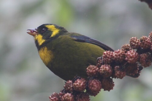 Gold-ringed Tanager (Bangsia aureocincta), photo 5