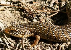 Chalcides ocellatus