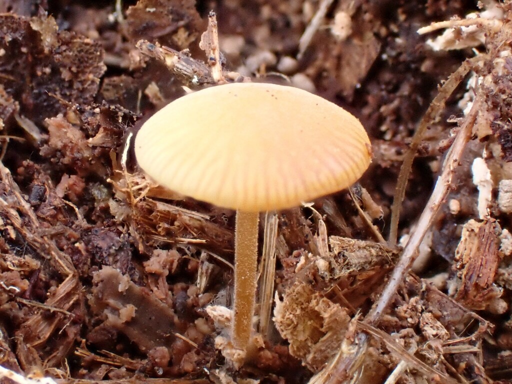 Strobilurus tenacellus · March 2026 · photo: © anita712 (iNaturalist, cc0)