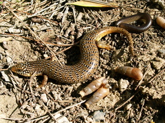 Chalcides ocellatus