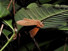 Bungalotis diophorus