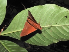 Bungalotis diophorus