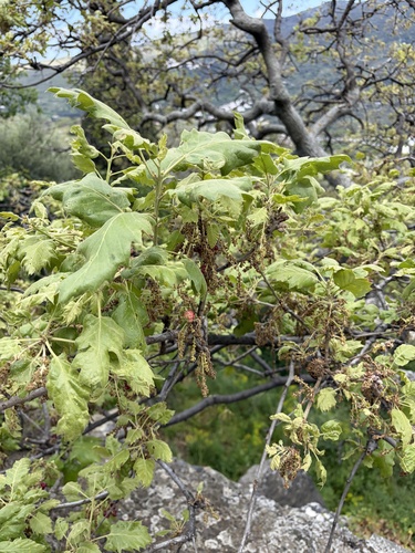 Quercus ithaburensis (Quercus ithaburensis)