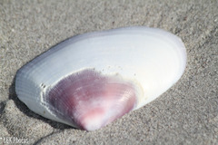 Tellinoidea