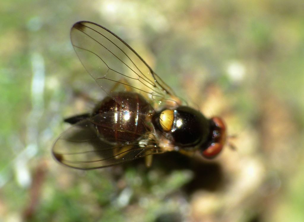 Maorina scutellata